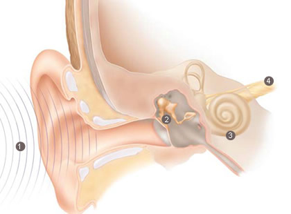 Bildresultat för diagram of how hearing works
