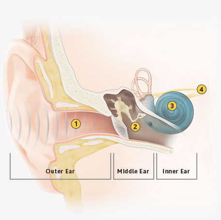 How The Cochlear Baha System Works